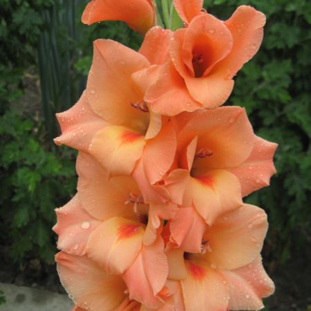 Gladiola